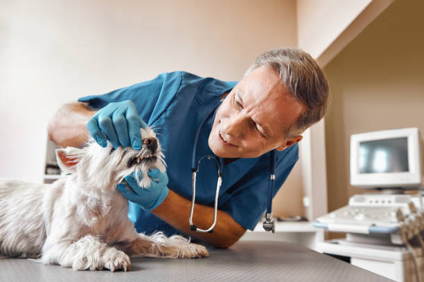 Best 24-Hour Emergency Dentist in Harrison, NJ